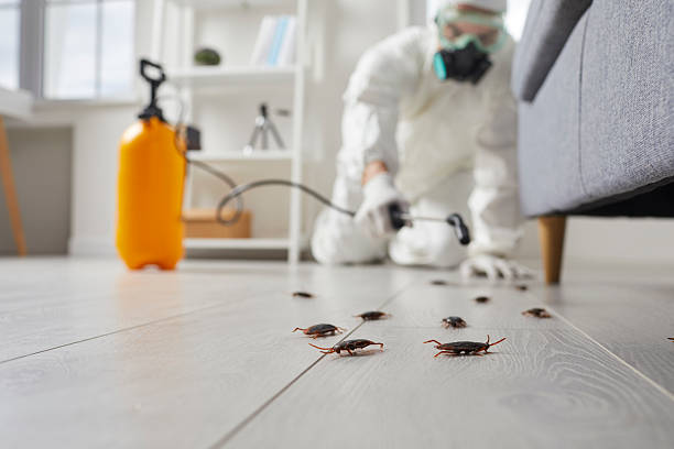 Commercial Kitchen Cockroach Control in Leeds